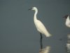Little Egret at Canvey Wick (Steve Arlow) (23624 bytes)